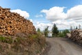 Big pile of wooden timber pine logs stacked near dirt road countryside against blue sky and forest. Sawmill woods