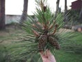 Big pine branch with a cone in his hand Royalty Free Stock Photo