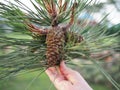 Big pine branch with a cone in his hand Royalty Free Stock Photo