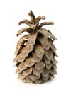 Big pine cone