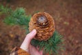 a big pine cone