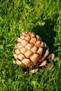 Big pine cone Royalty Free Stock Photo