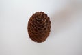 Big pine cone - beautiful view from above Royalty Free Stock Photo