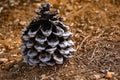 big pine cone in the forest floor Royalty Free Stock Photo