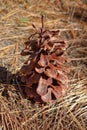 Big pine cone on ground covered with pine needles Royalty Free Stock Photo