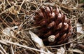 Big pine cone with little snail lying on the ground in dry pine needles