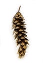 Big pine cone on white background