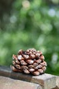 Big pine cone on wooden board Royalty Free Stock Photo