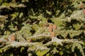 Big pine cones of Cedar Of Lebanon, evergreen conifer tree growing in Tasmania, Australia Royalty Free Stock Photo