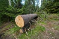 Big pine tree cut down Royalty Free Stock Photo