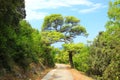 Big pine tree and road through the forest Royalty Free Stock Photo