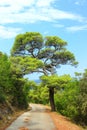 Big pine tree and road through the forest Royalty Free Stock Photo