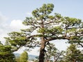 Big pine tree in the public park surrounding Kochi castle