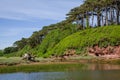 Big pine tree by the river