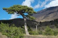 Big pine tree in tree line of Etna Park