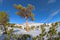 Big Pine Tree In Winter Etna Park, Sicily