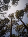 The big pine trees over the sky Royalty Free Stock Photo