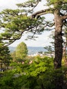 Big pine trees in the public park surrounding Kochi castle