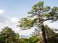 Big pine trees in the public park surrounding Kochi castle Royalty Free Stock Photo