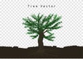 Big pine trees spread their roots, branched in the soil, tree vector isolated on transparency background Royalty Free Stock Photo