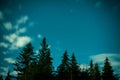 Big pine trees under blue night sky Royalty Free Stock Photo