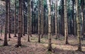 Big pine trees woods or forest in Slovenia.