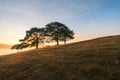 Big pine trees on yellow grass hill in early morning Royalty Free Stock Photo