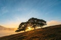 Big pine trees on yellow grass hill in early morning Royalty Free Stock Photo