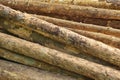 Big Pine Wood logs In Woodpile Background Texture Royalty Free Stock Photo