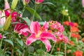 Big pink beautiful Tiger Lily flower in the garden Royalty Free Stock Photo