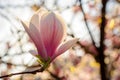 big pink bud of magnolia tree in blossom Royalty Free Stock Photo