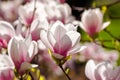 big pink bud of magnolia tree in blossom Royalty Free Stock Photo