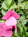 Big pink bud of wild rose with water drops Royalty Free Stock Photo