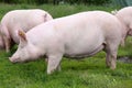 Domestic pig sow posing on fresh green grass meadow Royalty Free Stock Photo