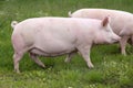 Big pink colored sow posing for camera Royalty Free Stock Photo