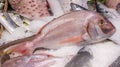 A big pink dentex in a fish market. Common dentex Dentex dentex