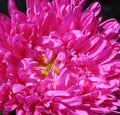 Big pink flower, abstract background