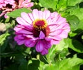 Big pink zinnia elegans, flower blossomed Royalty Free Stock Photo