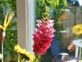 Big pink flower in front of a window with refelctions, various other flowers in the background