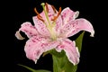 Big pink flower of oriental lily, isolated on black background Royalty Free Stock Photo