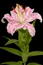 Big pink flower of oriental lily, isolated on black background Royalty Free Stock Photo