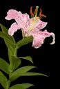 Big pink flower of oriental lily, isolated on black background Royalty Free Stock Photo