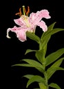 Big pink flower of oriental lily, isolated on black background Royalty Free Stock Photo