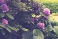 Big pink flowers and great lights, Large leaves and green background