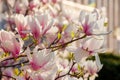 big pink flowers of magnolia soulangeana tree in full bloom Royalty Free Stock Photo