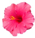 Big pink hibiscus flower after rain isolated on white background Royalty Free Stock Photo