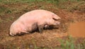 Big Pink Hog Cools Off in Mud Hole Royalty Free Stock Photo