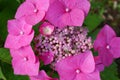 Big pink hydrangea flowers in sunny day Royalty Free Stock Photo
