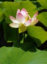 Big Pink Lotus Bloom