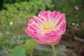 Big pink lotus in clay pot Royalty Free Stock Photo